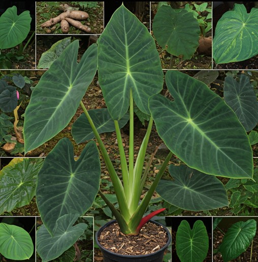 How To Identify Your Alocasia ?