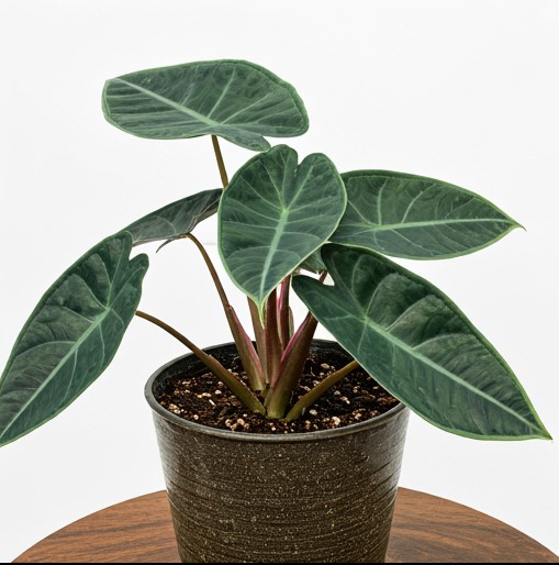 A Complete Care Guide to Alocasia Odora