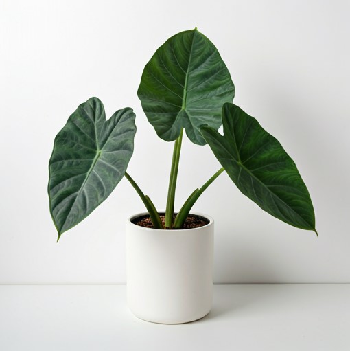 Alocasia Regal Shields Care: How to Make Your Plant Grow